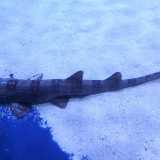 Il gattuccio (Scyliorhinus canicula). Foto by Emőke D�nes 